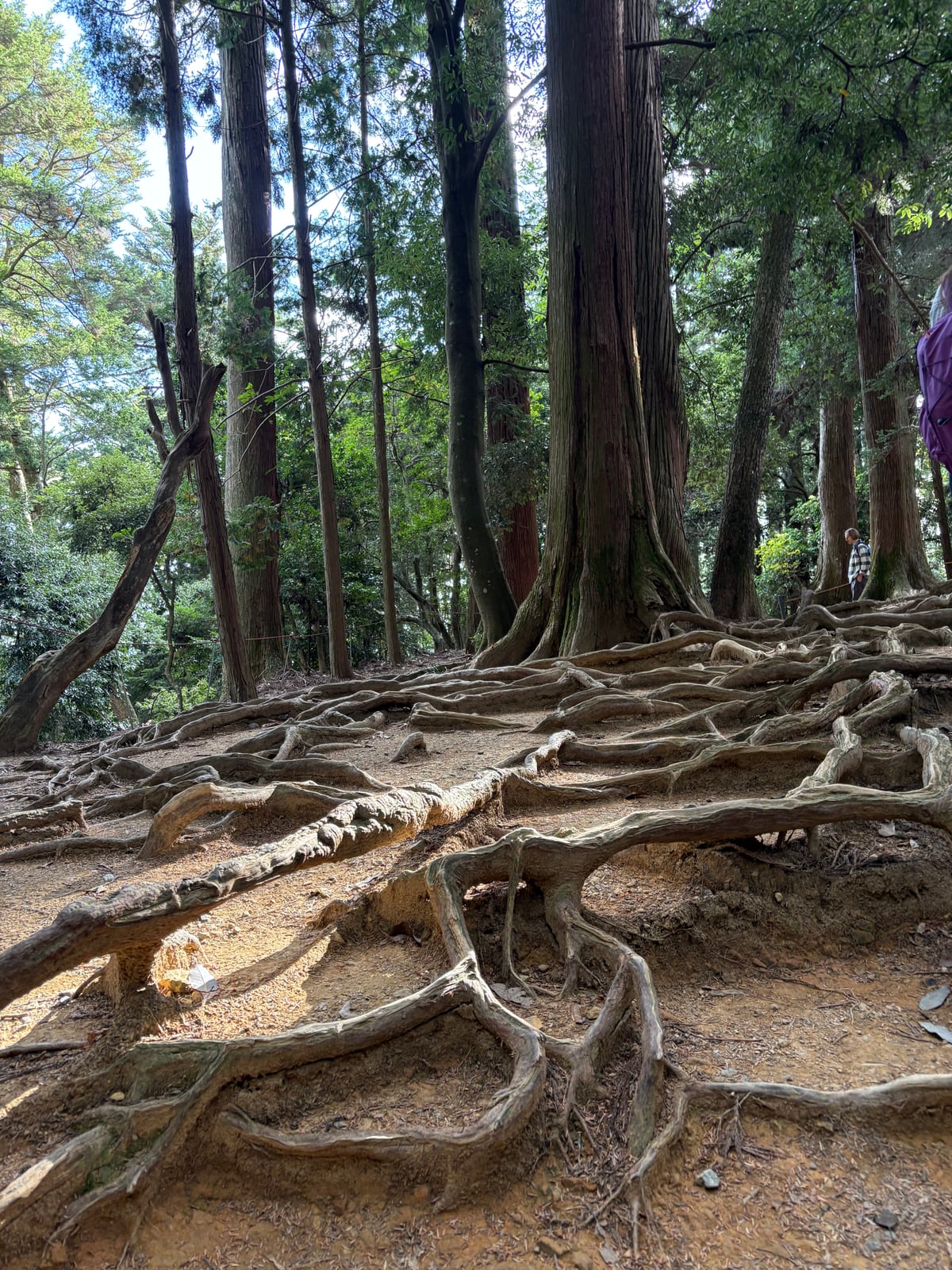 木の根道