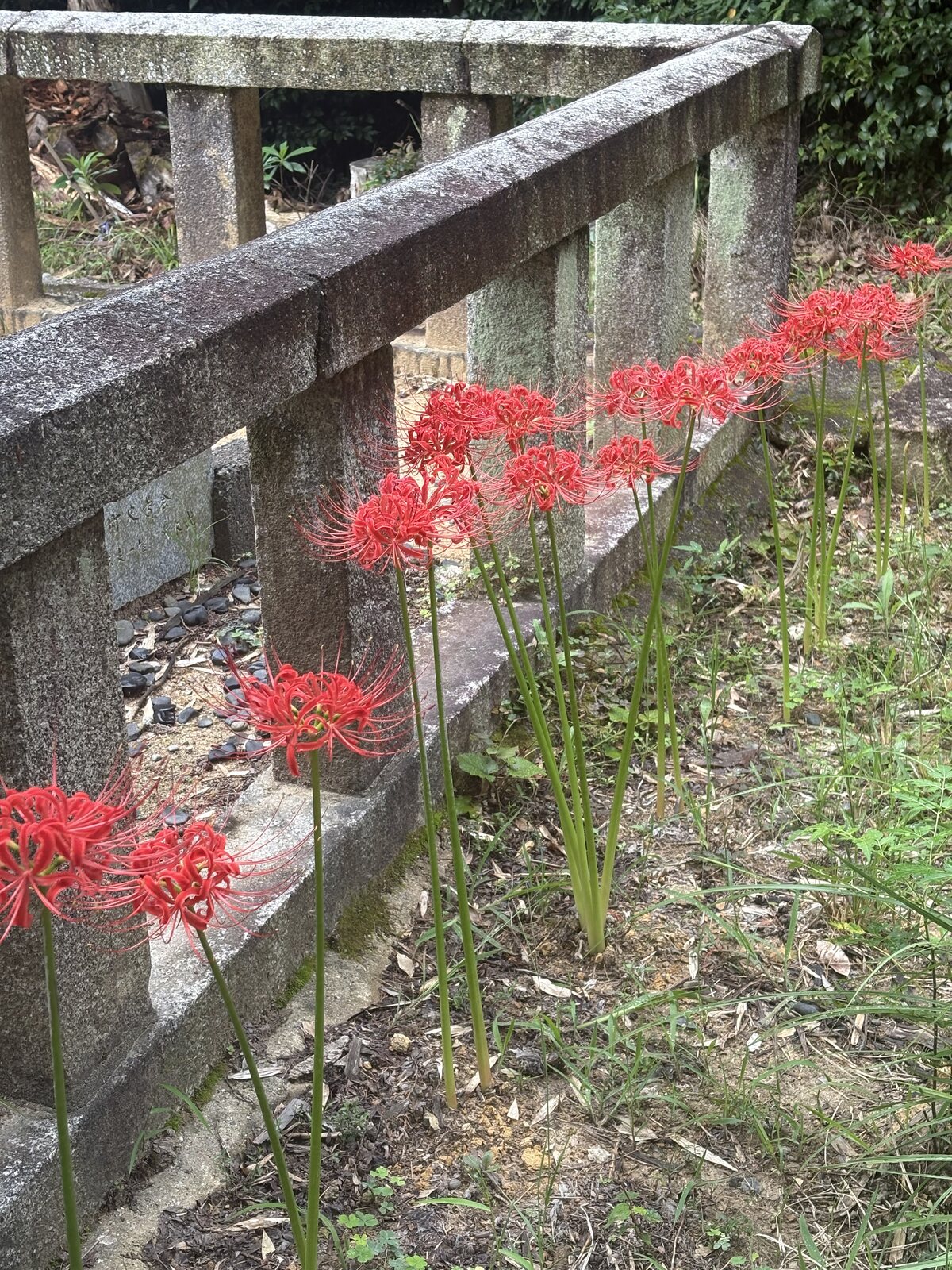 道沿いの彼岸花