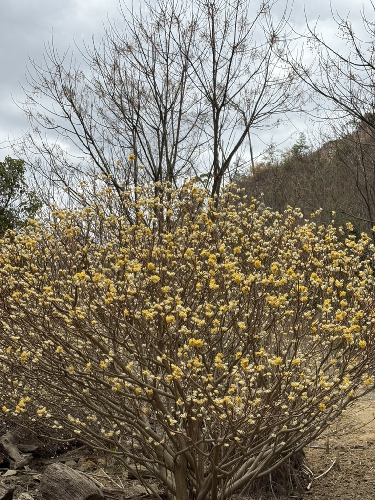 ミツマタのある景色
